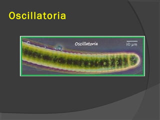 Oscillatoria
 