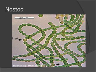 Nostoc
 