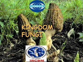 KINGDOMKINGDOM
FUNGIFUNGI
11
 