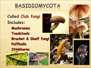 Kingdom Of Fungi