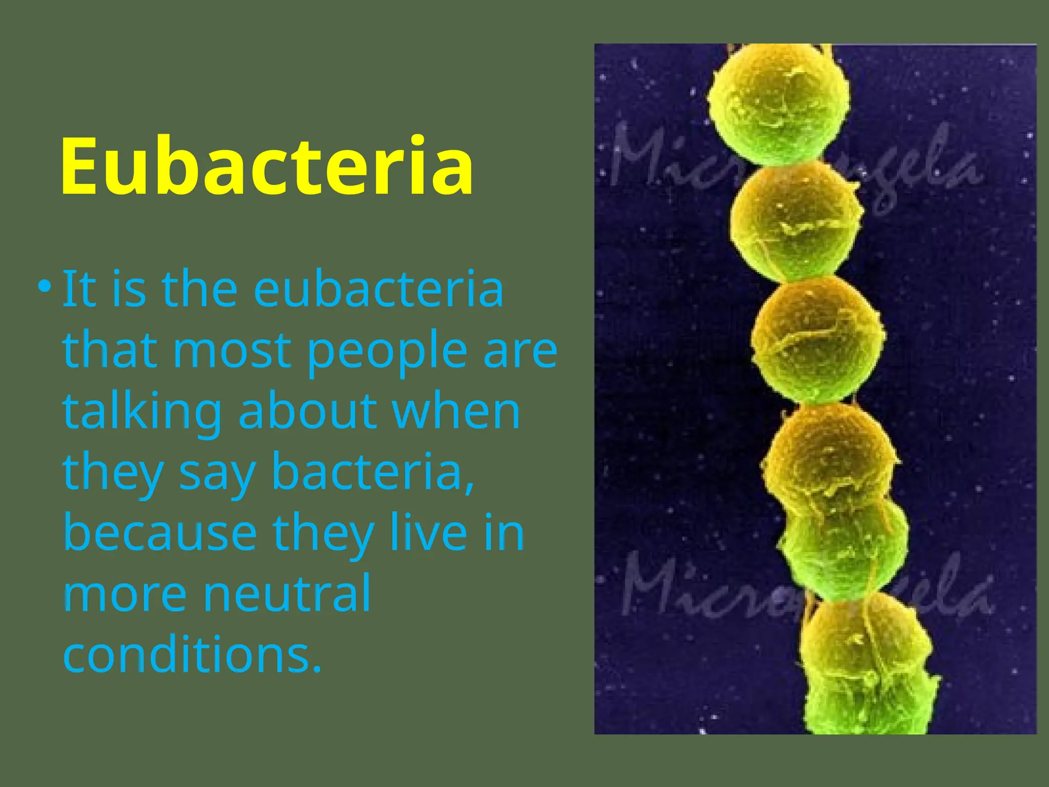 Eubacteria
• It is the eubacteria
that most people are
talking about when
they say bacteria,
because they live in
more neutral
conditions.
 