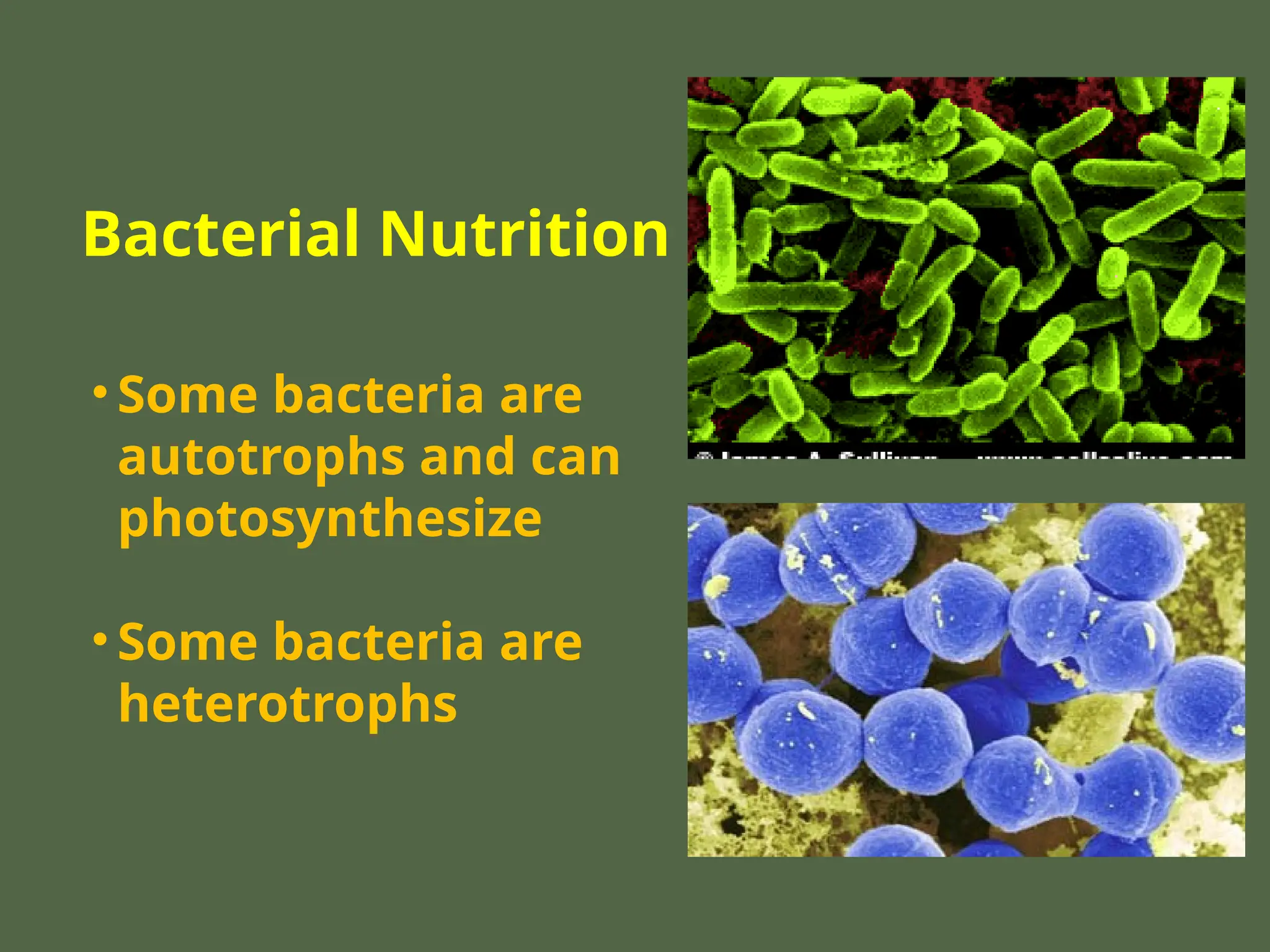 Bacterial Nutrition
• Some bacteria are
autotrophs and can
photosynthesize
• Some bacteria are
heterotrophs
 