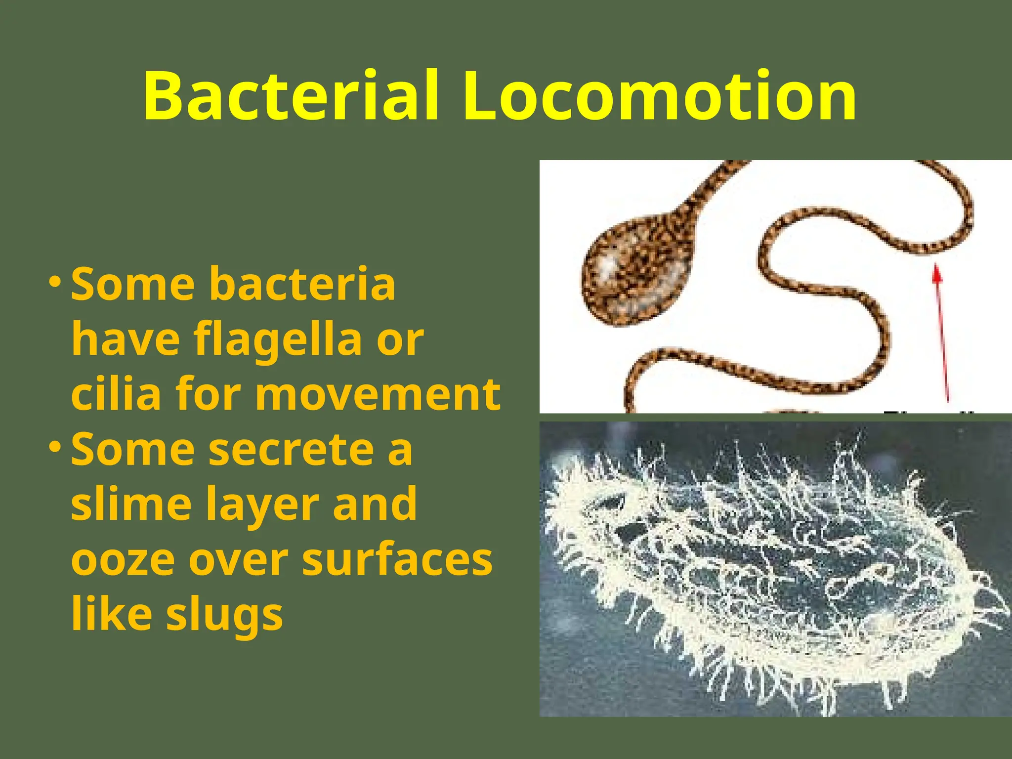 Bacterial Locomotion
• Some bacteria
have flagella or
cilia for movement
• Some secrete a
slime layer and
ooze over surfaces
like slugs
 