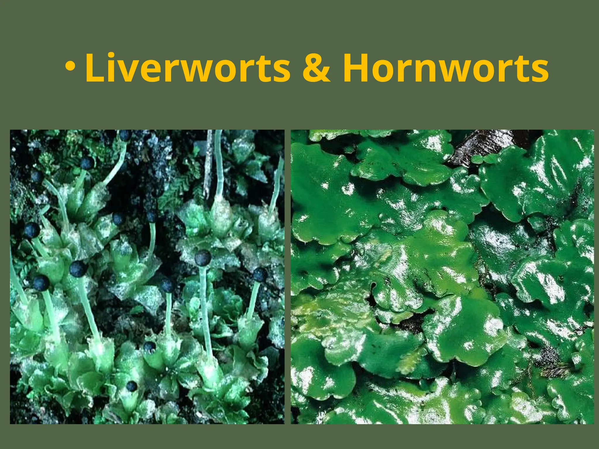 • Liverworts & Hornworts
 
