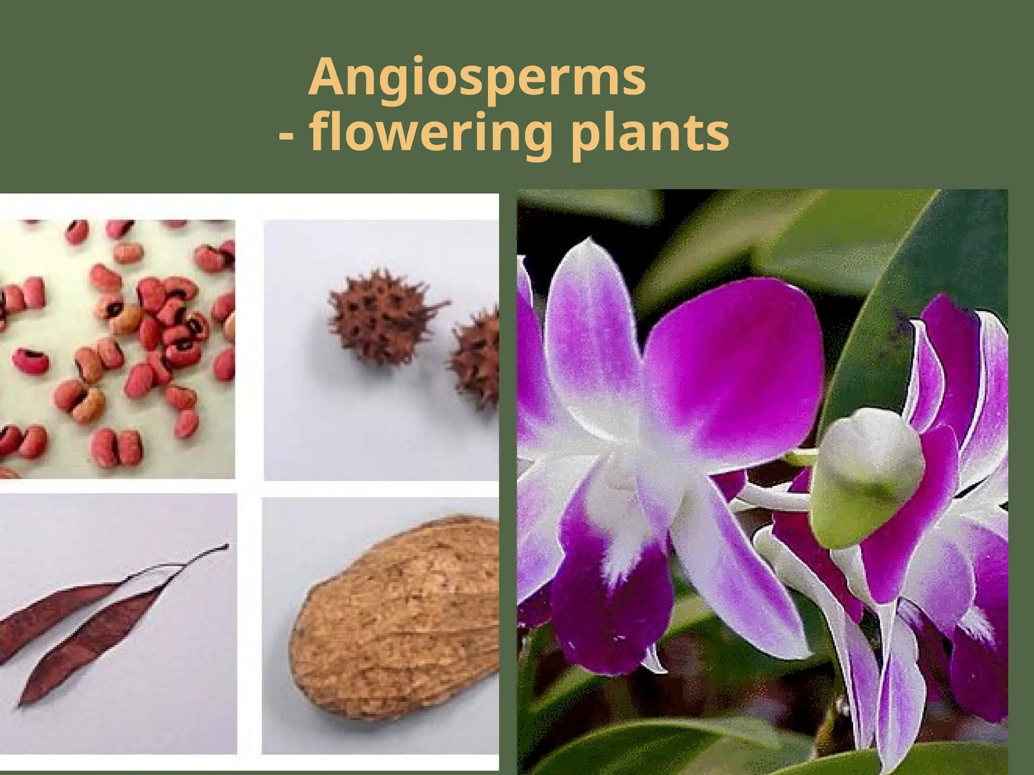 Angiosperms
- flowering plants
 