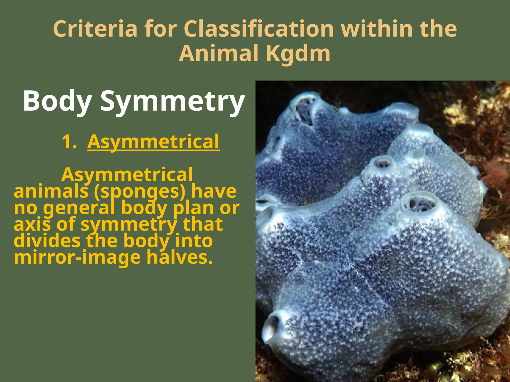 1. Asymmetrical
Asymmetrical
animals (sponges) have
no general body plan or
axis of symmetry that
divides the body into
mirror-image halves.
Criteria for Classification within the
Animal Kgdm
Body Symmetry
 