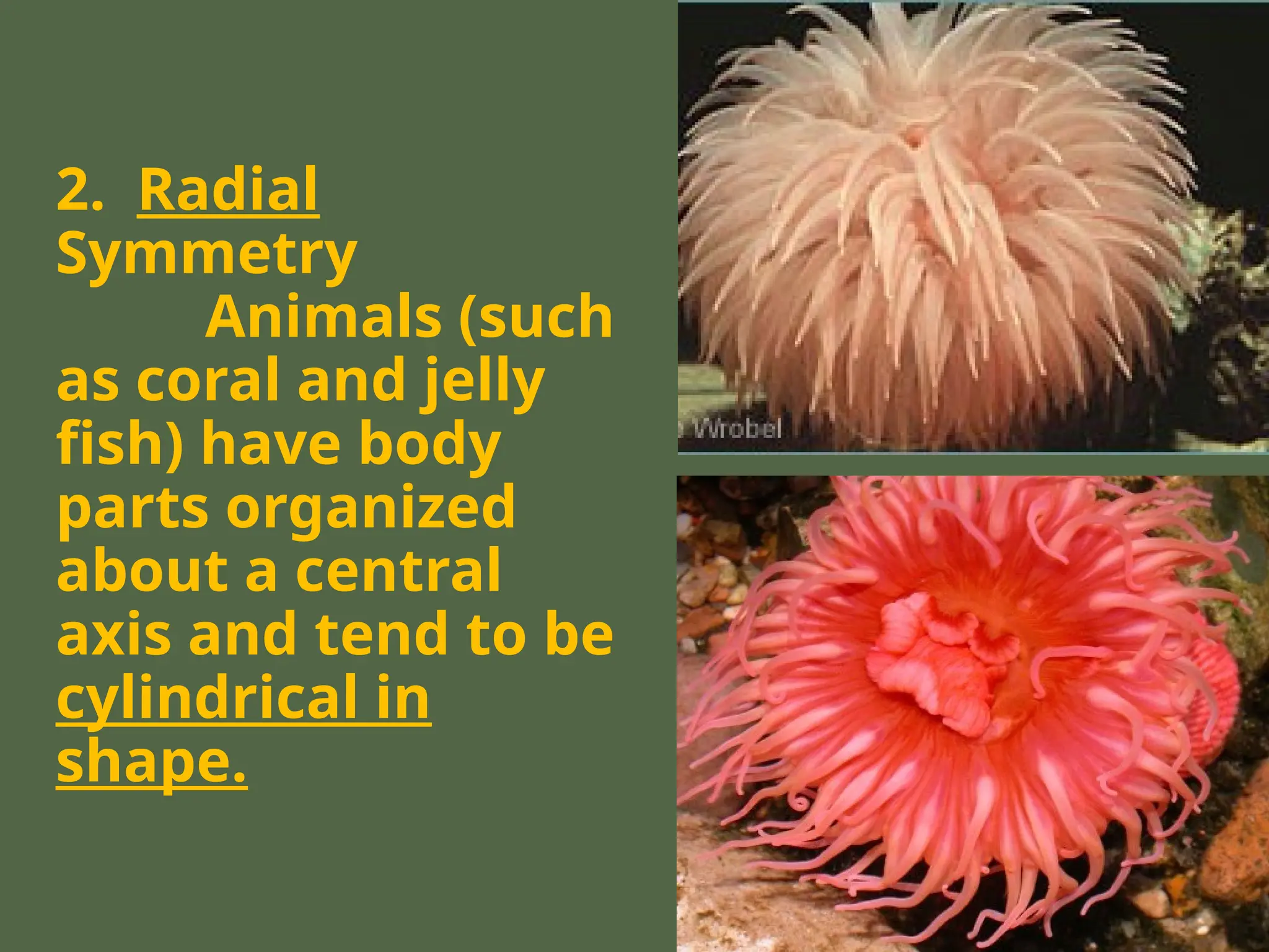 2. Radial
Symmetry
Animals (such
as coral and jelly
fish) have body
parts organized
about a central
axis and tend to be
cylindrical in
shape.
 