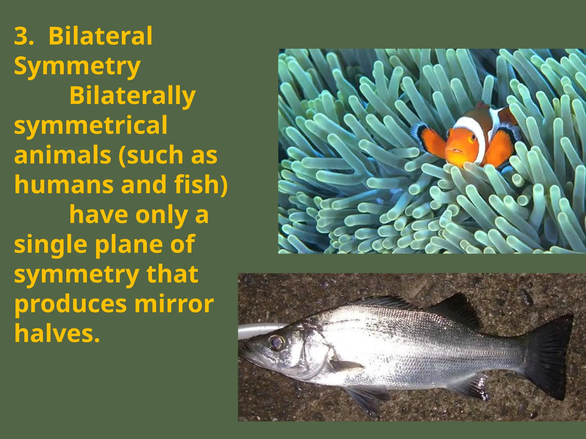 3. Bilateral
Symmetry
Bilaterally
symmetrical
animals (such as
humans and fish)
have only a
single plane of
symmetry that
produces mirror
halves.
 