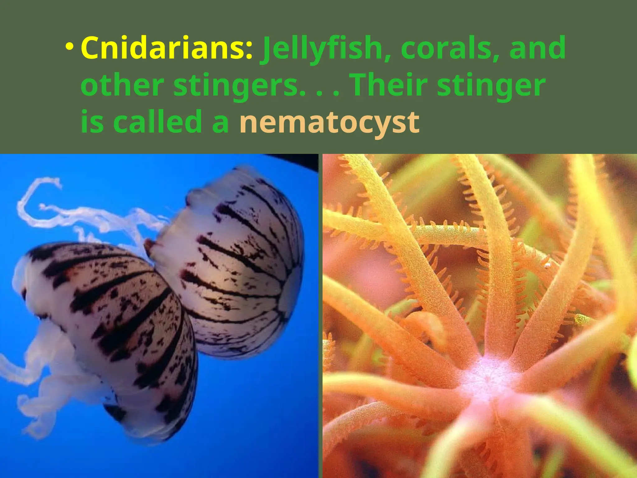 • Cnidarians: Jellyfish, corals, and
other stingers. . . Their stinger
is called a nematocyst
 