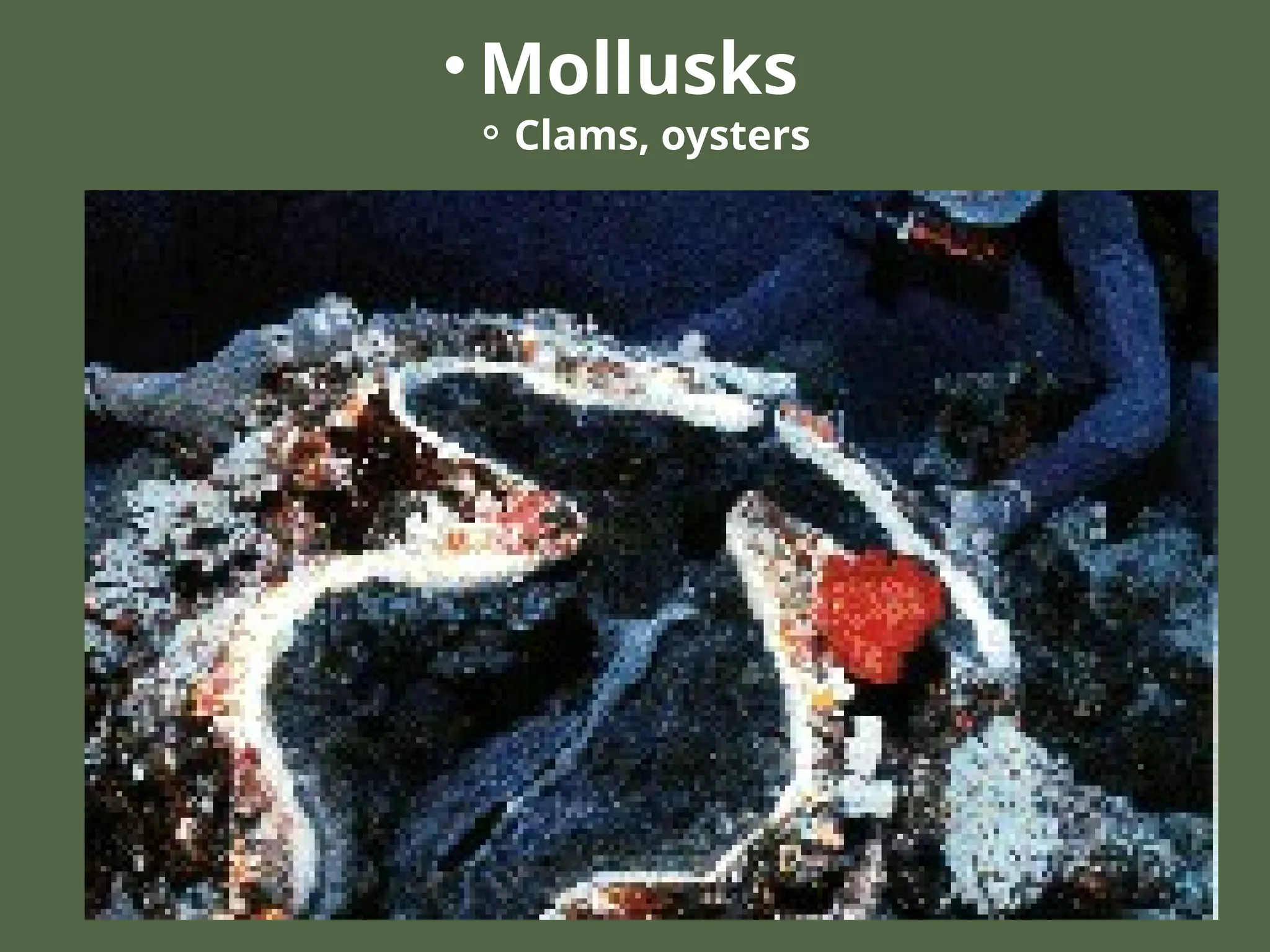 • Mollusks
⚬Clams, oysters
 