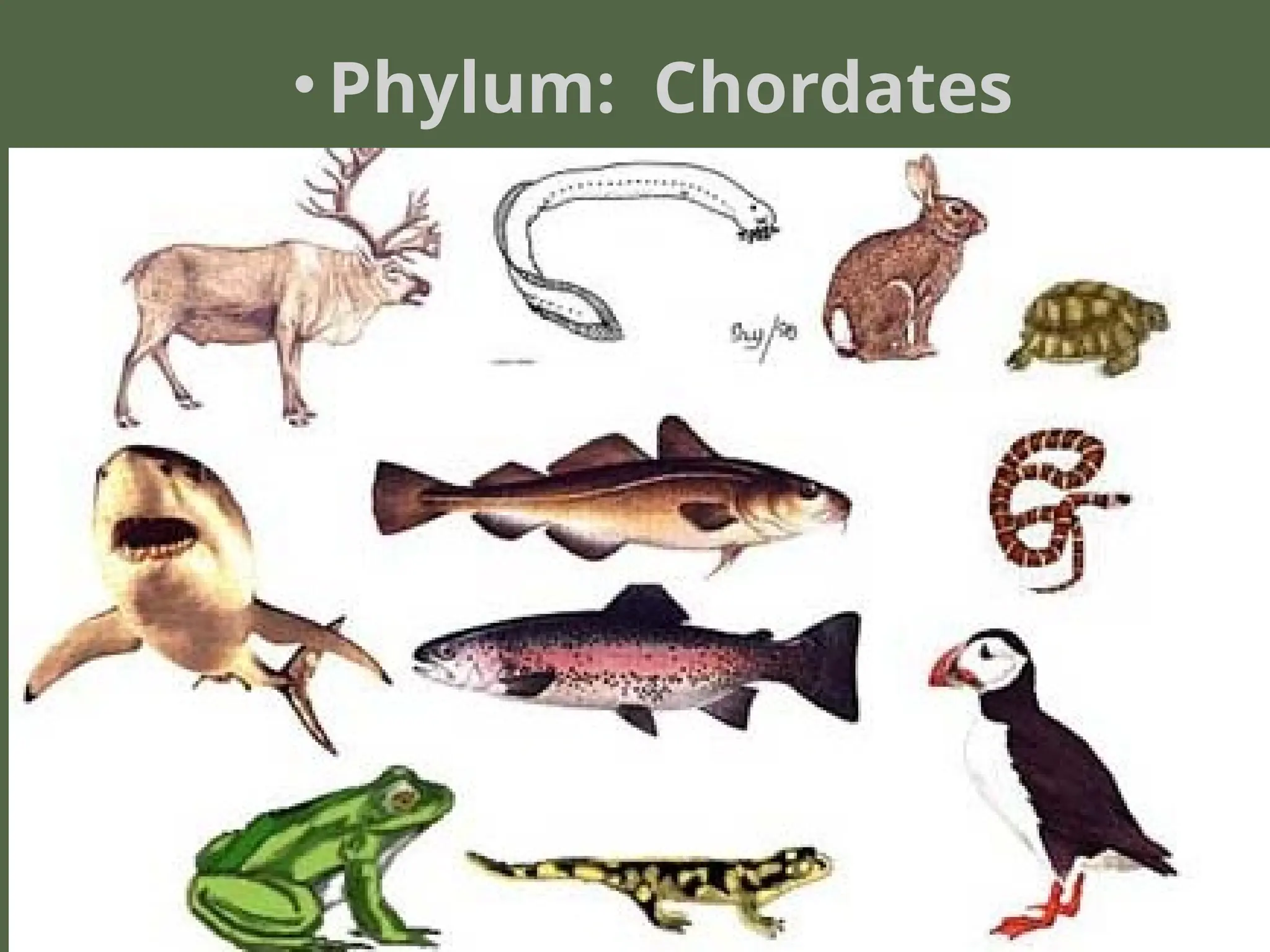 • Phylum: Chordates
 