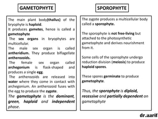 GAMETOPHYTE                                 SPOROPHYTE

The main plant body(thallus) of the      The zygote produces a multicellular body
bryophyte is haploid.                    called a sporophyte.
It produces gametes, hence is called a
gametophyte                              The sporophyte is not free-living but
 The sex organs in bryophytes are        attached to the photosynthetic
multicellular.                           gametophyte and derives nourishment
The male sex organ is called             from it.
antheridium. They produce biflagellate
antherozoids.                            Some cells of the sporophyte undergo
 The    female     sex   organ  called   reduction division (meiosis) to produce
archegonium is flask-shaped and          haploid spores.
produces a single egg.
 The antherozoids are released into      These spores germinate to produce
water where they come in contact with    gametophyte.
archegonium. An antherozoid fuses with
the egg to produce the zygote.           Thus, the sporophyte is diploid,
The gametophyte is the dominant,         recessive and partially dependent on
green, haploid and independent           gametophyte
phase.

                                                                             dr.aarif
 