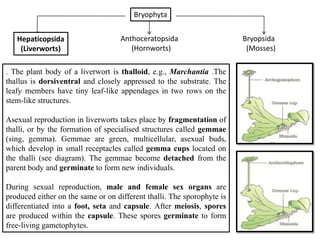 Bryophyta


   Hepaticopsida                   Anthoceratopsida                     Bryopsida
    (Liverworts)                      (Hornworts)                        (Mosses)

. The plant body of a liverwort is thalloid, e.g., Marchantia .The
thallus is dorsiventral and closely appressed to the substrate. The
leafy members have tiny leaf-like appendages in two rows on the
stem-like structures.

Asexual reproduction in liverworts takes place by fragmentation of
thalli, or by the formation of specialised structures called gemmae
(sing, gemma). Gemmae are green, multicellular, asexual buds,
which develop in small receptacles called gemma cups located on
the thalli (see diagram). The gemmae become detached from the
parent body and germinate to form new individuals.

During sexual reproduction, male and female sex organs are
produced either on the same or on different thalli. The sporophyte is
differentiated into a foot, seta and capsule. After meiosis, spores
are produced within the capsule. These spores germinate to form
free-living gametophytes.
 