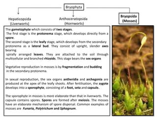 Bryophyta

                                                                            Bryopsida
  Hepaticopsida                       Anthoceratopsida
                                                                             (Mosses)
   (Liverworts)                          (Hornworts)
The gametophyte which consists of two stages.
 The first stage is the protonema stage, which develops directly from a
spore.
The second stage is the leafy stage, which develops from the secondary
protonema as a lateral bud. They consist of upright, slender axes
bearing
 spirally arranged leaves. They are attached to the soil through
multicellular and branched rhizoids. This stage bears the sex organs
.
Vegetative reproduction in mosses is by fragmentation and budding
 in the secondary protonema.

In sexual reproduction, the sex organs antheridia and archegonia are
produced at the apex of the leafy shoots. After fertilisation, the zygote
develops into a sporophyte, consisting of a foot, seta and capsule.

The sporophyte in mosses is more elaborate than that in liverworts. The
capsule contains spores. Spores are formed after meiosis. The mosses
have an elaborate mechanism of spore dispersal. Common examples of
mosses are Funaria, Polytrichum and Sphagnum.
 