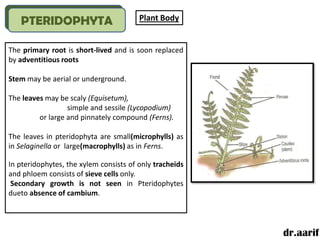 PTERIDOPHYTA                         Plant Body


The primary root is short-lived and is soon replaced
by adventitious roots

Stem may be aerial or underground.

The leaves may be scaly (Equisetum),
                  simple and sessile (Lycopodium)
         or large and pinnately compound (Ferns).

The leaves in pteridophyta are small(microphylls) as
in Selaginella or large(macrophylls) as in Ferns.

In pteridophytes, the xylem consists of only tracheids
and phloem consists of sieve cells only.
 Secondary growth is not seen in Pteridophytes
dueto absence of cambium.




                                                         dr.aarif
 