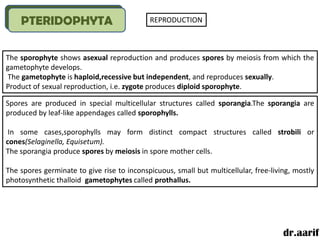 PTERIDOPHYTA                            REPRODUCTION



The sporophyte shows asexual reproduction and produces spores by meiosis from which the
gametophyte develops.
The gametophyte is haploid,recessive but independent, and reproduces sexually.
Product of sexual reproduction, i.e. zygote produces diploid sporophyte.

Spores are produced in special multicellular structures called sporangia.The sporangia are
produced by leaf-like appendages called sporophylls.

 In some cases,sporophylls may form distinct compact structures called strobili or
cones(Selaginella, Equisetum).
The sporangia produce spores by meiosis in spore mother cells.

The spores germinate to give rise to inconspicuous, small but multicellular, free-living, mostly
photosynthetic thalloid gametophytes called prothallus.




                                                                                      dr.aarif
 