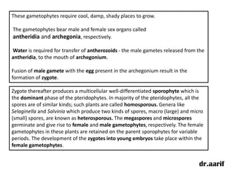 These gametophytes require cool, damp, shady places to grow.

The gametophytes bear male and female sex organs called
antheridia and archegonia, respectively.

Water is required for transfer of antherozoids - the male gametes released from the
antheridia, to the mouth of archegonium.

Fusion of male gamete with the egg present in the archegonium result in the
formation of zygote.

Zygote thereafter produces a multicellular well-differentiated sporophyte which is
the dominant phase of the pteridophytes. In majority of the pteridophytes, all the
spores are of similar kinds; such plants are called homosporous. Genera like
Selaginella and Salvinia which produce two kinds of spores, macro (large) and micro
(small) spores, are known as heterosporous. The megaspores and microspores
germinate and give rise to female and male gametophytes, respectively. The female
gametophytes in these plants are retained on the parent sporophytes for variable
periods. The development of the zygotes into young embryos take place within the
female gametophytes.


                                                                                 dr.aarif
 
