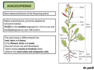 ANGIOSPERMS
Most advanced division of the flowering plants


Highly evolved plants, primarily adapted to
terrestrial habitat.
Wolffia is the smallest angiosperm, l mm in size and
Eucalyptusgrows to over 100 meters.


The plant body is differentiated into
root, stem and leaves.
It has flowers, fruits and seeds.
Vascular tissues are well developed.
 Xylem shows vessels or tracheae while
 phloem has sieve tubes and companion cells.




                                                       dr.aarif
 