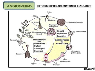 ANGIOSPERMS      HETEROMORPHIC ALTERNATION OF GENERATION




                               Haploid
                               Dependant
                               Recessive



              Diploid
              Autotrophic
              Dominant




                                                  dr.aarif
 