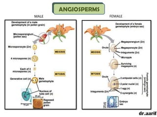 ANGIOSPERMS
MALE                 FEMALE




                              dr.aarif
 