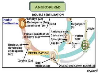 ANGIOSPERMS
DOUBLE FERTILIZATION




                       dr.aarif
 