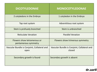 DICOTYLEDONAE                              MONOCOTYLEDONAE

       2 cotyledons in the Embryo                     1 cotyledon in the Embryo

             Tap root system                          Adventitious root system

       Stem is profusely branched                        Stem is unbranched

           Reticulate Venation                            Parallel Venation

      Flowers show tetramerous or                 Flowers show trimerous symmetry
         pentamerous symmetry
Vascular Bundle is Conjoint, Collateral and   Vascular Bundle is Conjoint, Collateral and
                   open                                         closed


       Secondary growth is found              Secondary growth is absent




                                                                                  dr.aarif
 