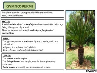 GYMNOSPERMS
The plant body i.e. sporophyte is differentiated into
root, stem and leaves

ROOTS :
Specialized Coralloid roots of Cycas show association with N2-
fixing blue-green algae and
Pinus show association with endophytic fungi called
mycorrhizae

STEM :
The gymnospermic stem is mostly erect, aerial, solid and
cylindrical.
In Cycas, it is unbranched, while in
 Pinus, Cedrus and conifers it is branched

LEAVES :
The leaves are dimorphic.
The foliage leaves are simple, needle like or pinnately
compound
 Scale leaves are small, membranous and brown.
                                                                 dr.aarif
 