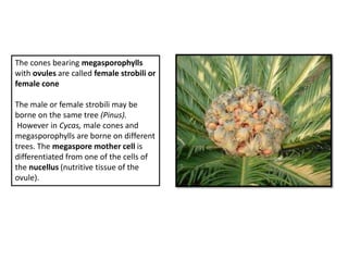 The cones bearing megasporophylls
with ovules are called female strobili or
female cone

The male or female strobili may be
borne on the same tree (Pinus).
 However in Cycas, male cones and
megasporophylls are borne on different
trees. The megaspore mother cell is
differentiated from one of the cells of
the nucellus (nutritive tissue of the
ovule).
 