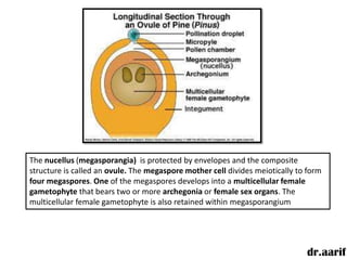 The nucellus (megasporangia) is protected by envelopes and the composite
structure is called an ovule. The megaspore mother cell divides meiotically to form
four megaspores. One of the megaspores develops into a multicellular female
gametophyte that bears two or more archegonia or female sex organs. The
multicellular female gametophyte is also retained within megasporangium




                                                                              dr.aarif
 