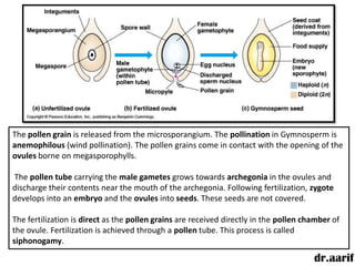 The pollen grain is released from the microsporangium. The pollination in Gymnosperm is
anemophilous (wind pollination). The pollen grains come in contact with the opening of the
ovules borne on megasporophylls.

The pollen tube carrying the male gametes grows towards archegonia in the ovules and
discharge their contents near the mouth of the archegonia. Following fertilization, zygote
develops into an embryo and the ovules into seeds. These seeds are not covered.

The fertilization is direct as the pollen grains are received directly in the pollen chamber of
the ovule. Fertilization is achieved through a pollen tube. This process is called
siphonogamy.

                                                                                       dr.aarif
 