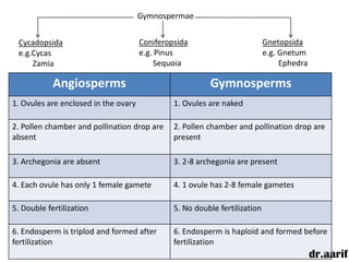 Gymnospermae


 Cycadopsida                          Coniferopsida                         Gnetopsida
 e.g.Cycas                            e.g. Pinus                            e.g. Gnetum
     Zamia                                 Sequoia                               Ephedra

            Angiosperms                                  Gymnosperms
1. Ovules are enclosed in the ovary            1. Ovules are naked

2. Pollen chamber and pollination drop are     2. Pollen chamber and pollination drop are
absent                                         present

3. Archegonia are absent                       3. 2-8 archegonia are present

4. Each ovule has only 1 female gamete         4. 1 ovule has 2-8 female gametes

5. Double fertilization                        5. No double fertilization

6. Endosperm is triplod and formed after       6. Endosperm is haploid and formed before
fertilization                                  fertilization
                                                                                           dr.aarif
 