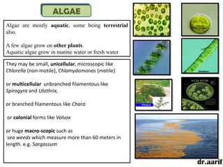 ALGAE
Algae are mostly aquatic, some being terrestrial
also.

A few algae grow on other plants.
Aquatic algae grow in marine water or fresh water

They may be small, unicellular, microscopic like
Chlorella (non-motile), Chlamydomonas (motile)

or multicellular unbranched filamentous like
Spirogyra and Ulothrix,

or branched filamentous like Chara

or colonial forms like Volvox

or huge macro-scopic such as
 sea weeds which measure more than 60 meters in
length. e.g. Sargassum


                                                    dr.aarif
 