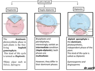 LIFE CYCLES


    Haplontic                  Haplo-diplontic                Diplontic




The          dominant,     Bryophytes and               diploid sporophyte is
photosynthetic phase in    pteridophytes,              the dominant,
such plants is the free-   interestingly, exhibit an   photosynthetic,
living          haploid    intermediate condition      independent phase of the
gametophyte.               (Haplo-diplontic); both     plant.
 This kind of life cycle   phases are                  This kind of life cycle is
is termed as Haplontic.    multicellular.              called as Diplontic

•Many algae such as        However, they differ in     Gymnosperms and
Volvox, Spirogyra          their dominant phases       Angiosperms
                                                                          dr.aarif
 