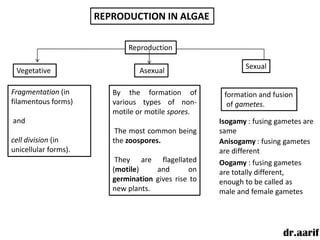 REPRODUCTION IN ALGAE

                             Reproduction

                                                            Sexual
 Vegetative                      Asexual

Fragmentation (in        By the formation of          formation and fusion
filamentous forms)       various types of non-         of gametes.
                         motile or motile spores.
and                                                  Isogamy : fusing gametes are
                          The most common being      same
cell division (in        the zoospores.              Anisogamy : fusing gametes
unicellular forms).                                  are different
                          They are flagellated       Oogamy : fusing gametes
                         (motile)    and       on    are totally different,
                         germination gives rise to   enough to be called as
                         new plants.                 male and female gametes




                                                                        dr.aarif
 