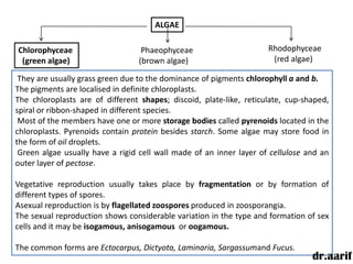 ALGAE

Chlorophyceae                     Phaeophyceae                       Rhodophyceae
 (green algae)                   (brown algae)                        (red algae)

 They are usually grass green due to the dominance of pigments chlorophyll a and b.
The pigments are localised in definite chloroplasts.
The chloroplasts are of different shapes; discoid, plate-like, reticulate, cup-shaped,
spiral or ribbon-shaped in different species.
 Most of the members have one or more storage bodies called pyrenoids located in the
chloroplasts. Pyrenoids contain protein besides starch. Some algae may store food in
the form of oil droplets.
 Green algae usually have a rigid cell wall made of an inner layer of cellulose and an
outer layer of pectose.

Vegetative reproduction usually takes place by fragmentation or by formation of
different types of spores.
Asexual reproduction is by flagellated zoospores produced in zoosporangia.
The sexual reproduction shows considerable variation in the type and formation of sex
cells and it may be isogamous, anisogamous or oogamous.

The common forms are Ectocarpus, Dictyota, Laminaria, Sargassumand Fucus.
                                                                                 dr.aarif
 