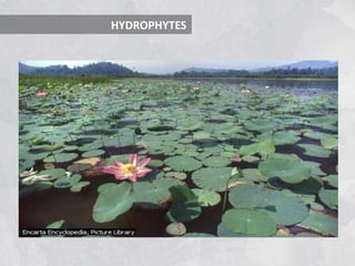 HYDROPHYTES
 