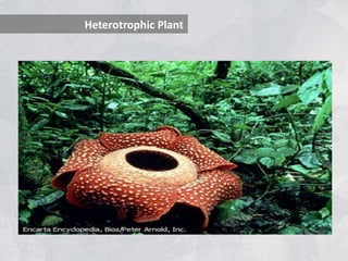 Heterotrophic Plant
 
