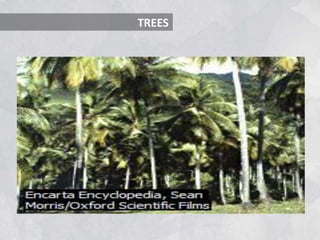 TREES
 