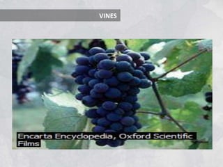 VINES
 