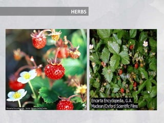 HERBS
 