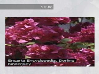 SHRUBS
 