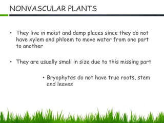 NONVASCULAR PLANTS
• They live in moist and damp places since they do not
have xylem and phloem to move water from one part
to another
• They are usually small in size due to this missing part
• Bryophytes do not have true roots, stem
and leaves
 