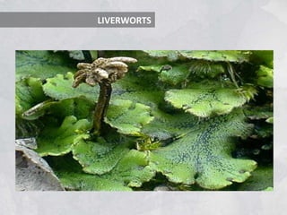 LIVERWORTS
 