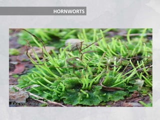 HORNWORTS
 