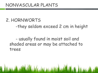 NONVASCULAR PLANTS
2. HORNWORTS
-they seldom exceed 2 cm in height
- usually found in moist soil and
shaded areas or may be attached to
trees
 