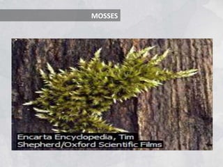 MOSSES
 