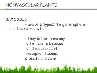 NONVASCULAR PLANTS
3. MOSSES
- are of 2 types; the gametophyte
and the sporophyte
- they differ from any
other plants because
of the absence of
mesophyll tissues,
stomata and veins
 