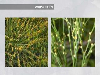 WHISK FERN
 