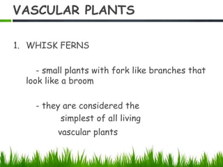 VASCULAR PLANTS
1. WHISK FERNS
- small plants with fork like branches that
look like a broom
- they are considered the
simplest of all living
vascular plants
 