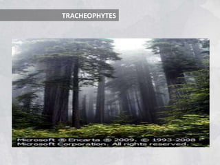 TRACHEOPHYTES
 